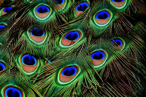 Peacock Feather Images Hd Wallpaper Wallpapers Of Peacock Feathers Hd Bodbocwasuon