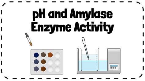 Investigating Effect Of Ph On Enzyme Amylase Activity Gcse Biology Revision Youtube
