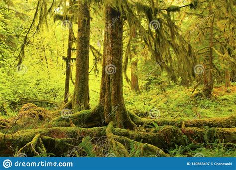 Pacific Northwest Rainforest Stock Image Image Of Exterior Trees