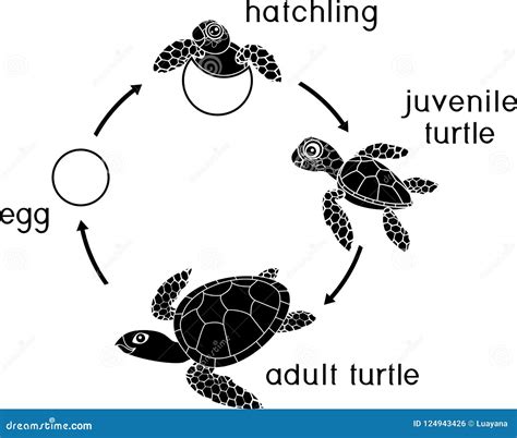 Turtle Life Cycle Diagram