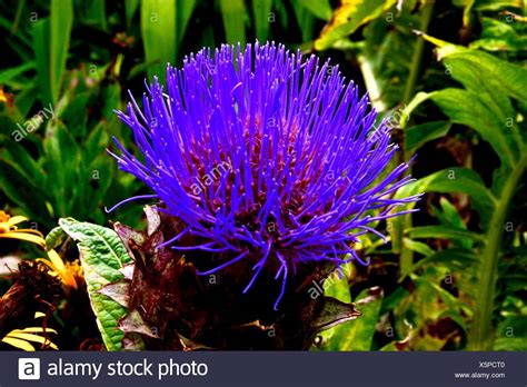 Purple Spiky Plant High Resolution Stock Photography And Images Alamy