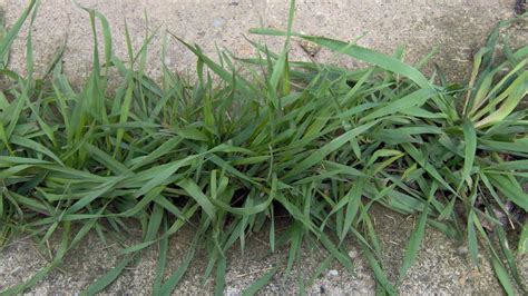 Quackgrass Weed Killer Lawn Dork™