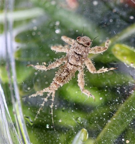 Aquatic Insects Of Central Virginia New Insects From Oregon Drunella