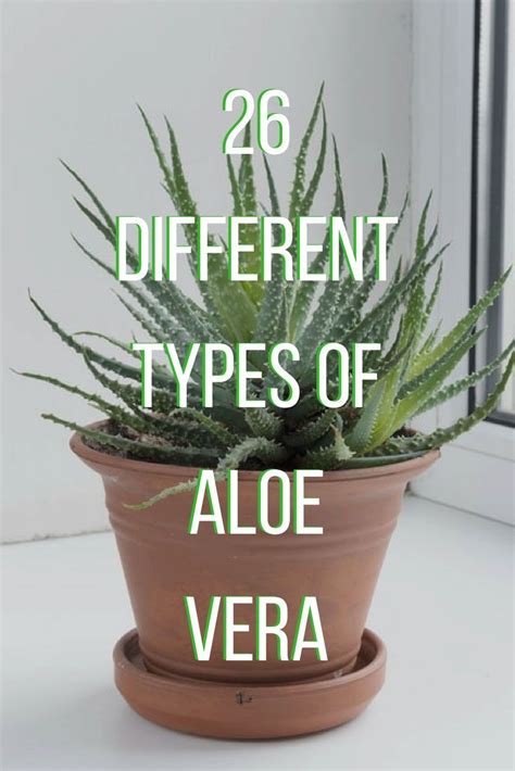 62 Different Types Of Aloe Vera With Photos Aloe Aloe Vera Plant