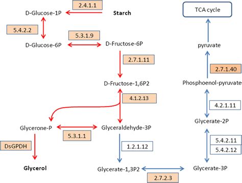 The Pathway Of Glycolysis And Glycerol Synthesis The Numbers In The