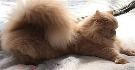 Five Gorgeous Fluffy Cat Tail Pics Pet Radio Magazine