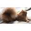 Five Gorgeous Fluffy Cat Tail Pics  Pet Radio Magazine
