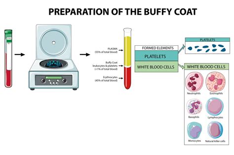 What Exactly Is A Buffy Coat Cytologics Cell Processing And