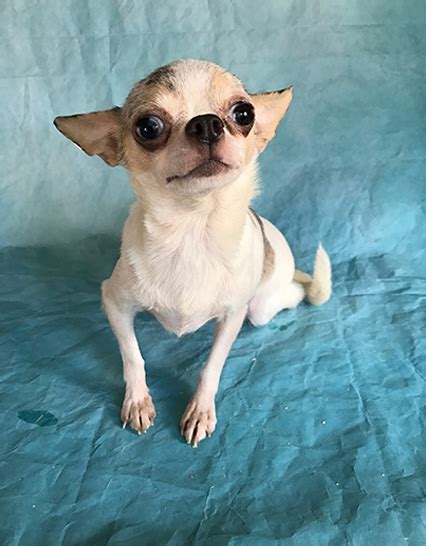 The chihuahua is one of the smallest breeds of dog, and is named after the mexican state of chihuahua. Teacup chihuahua for sale craigslist - NISHIOHMIYA-GOLF.COM