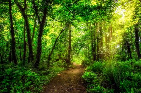 Forest Pathway Pembroke Wales Uk Cr🇬🇧