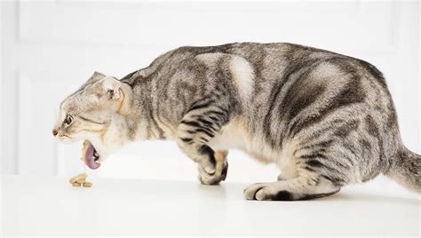 We countdown the 9 best cat food for hairballs control & vomiting! Best Cat Food for Cats Who Throw Up | Ranked for 2019