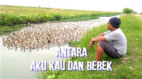 Dahsyat Mancing Wader Dispot Ini Umpan Habis Tak Bersisa Micro