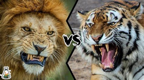 Lion Vs Tiger Wallpapers Wallpaper Cave