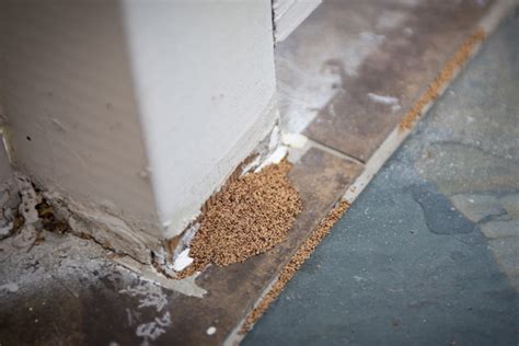 What Are The Signs Of A Termite Infestation Florida Pest Control