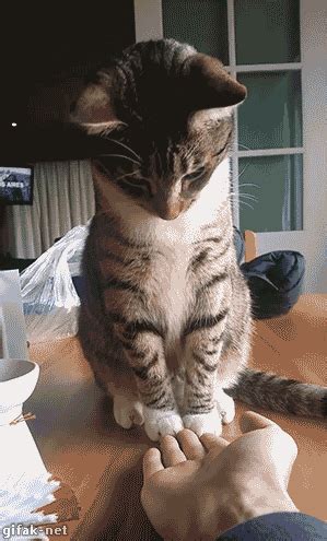 The best collection of funny animated gifs. Funny cats - part 173 (40 pics + 10 gifs) | Amazing Creatures