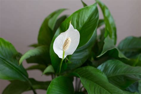 Are Peace Lily Plants Toxic To Cats Gardeners Path 52 Off