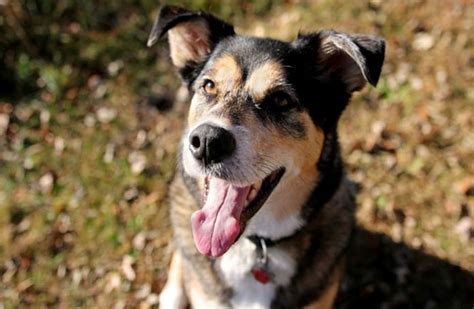 German Shepherd Labrador Mix The Sheprador Woof Dog