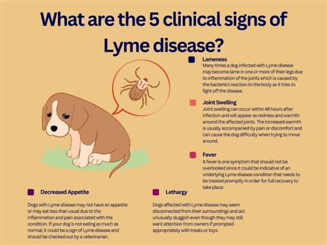 Tick Borne Diseases Beyond Lyme Disease In Dogs What You Need To Know