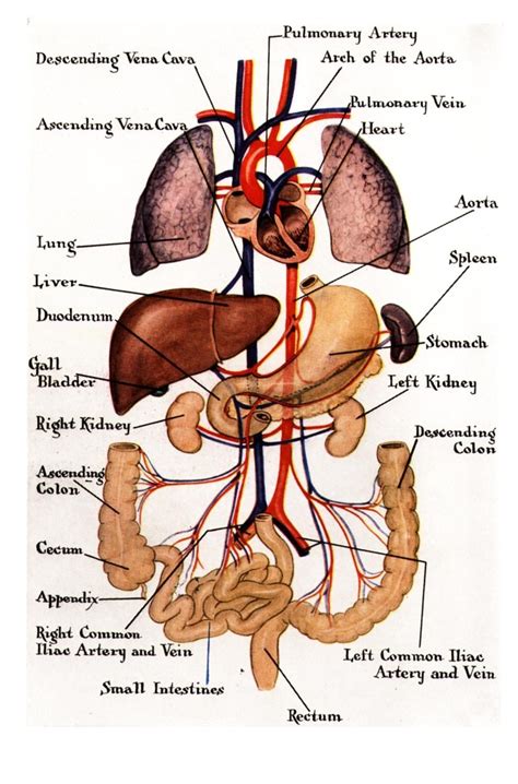 The Body Human Organs Labelled Diagram Gambaran