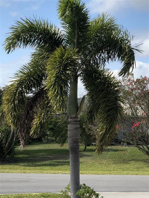 There Are Good Reasons Why Foxtail Palms Are A Florida Favorite