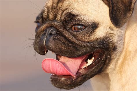 Pug Small Dog Face Stock Photography