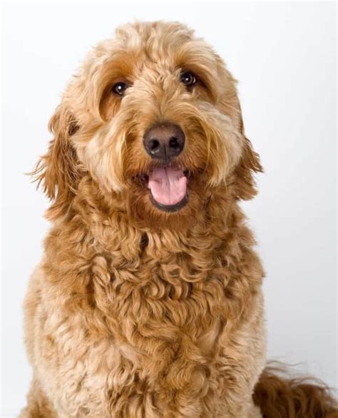 By delpha goyette thursday, march 11, 2021. Goldendoodle Dog Breed » Everything About Goldendoodles