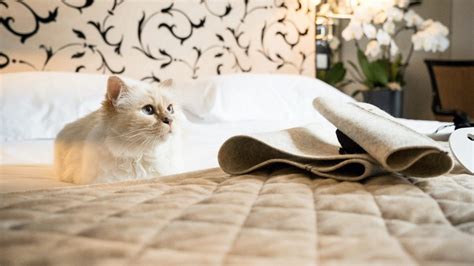 Karl Lagerfelds Cat Designs Her Own Bed In A Way Architectural