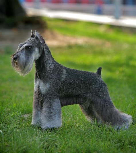 The Groomers Spotlight Elderly Miniature Schnauzer