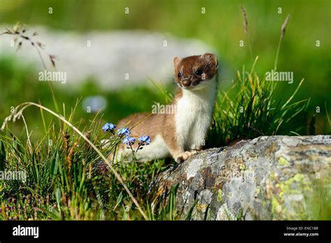 Weasel And Stoat Hi Res Stock Photography And Images Alamy