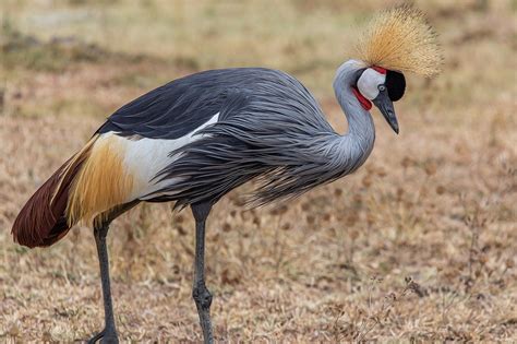 Crane Symbolism And Meaning The Ultimate Guide Binoculars Guru