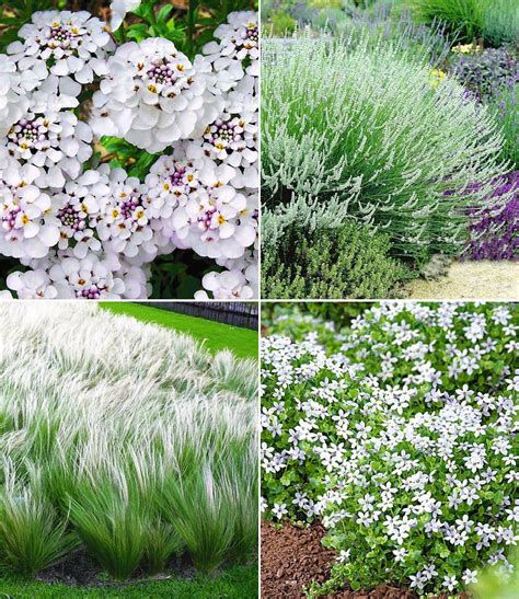 Hier eine liste mit winterharte immergrünen pflanzen , die für unsere. Winterhartes StaudenbeetEleganz in Weiß,12 Pflanzen ...