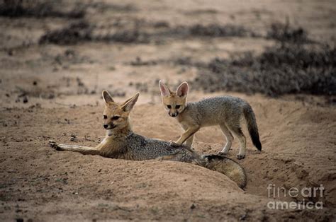 Cape Fox Mother And Young Photograph By Peter Chadwickscience Photo