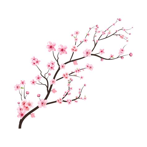 Cherry Blossom Branch With Spreading Pink Sakura Flower Watercolor