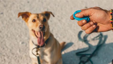 Clicker Training Dogs Airtasker Us