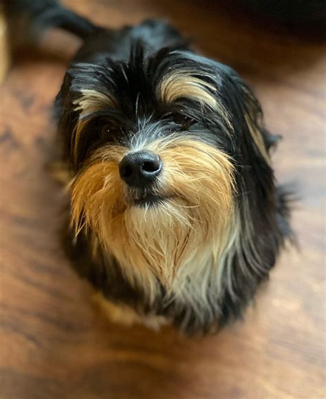 Shih Tzu And Yorkshire Terrier Mix
