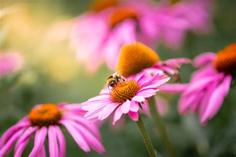 3 Important Attractions In Every Successful Pollinator Garden Bob Vila