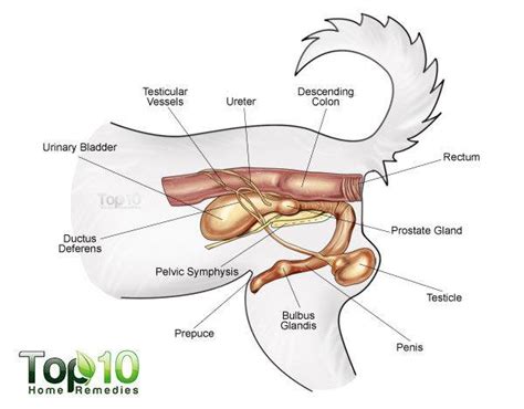 See more ideas about anatomy, anatomy drawing, anatomy reference. Home Remedies for Bladder Infections in Dogs | Top 10 Home ...