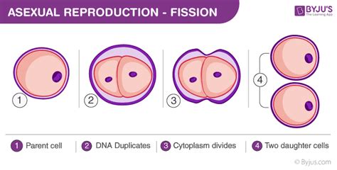 Asexual Reproduction Features And Modes Of Asexual Reproduction