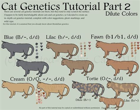 Cat Genetics Tutorial Part 2 Dilute Colors By Spotted Tabby Cat On