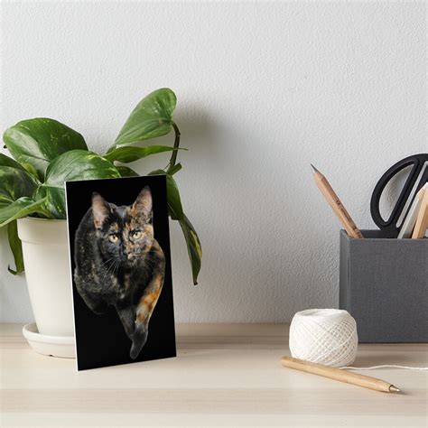 Beautiful Tortie Cat Tortoiseshell Cat Art Board Print For Sale By