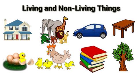 Living Things And Nonliving Things Living And Nonliving Things For