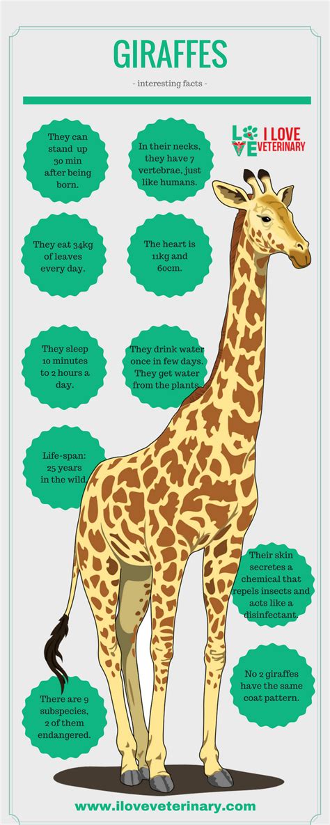 Interesting Facts About Giraffes An Infographic Fun Facts About