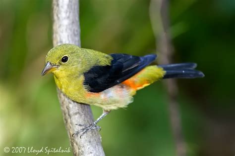 Scarlet Tanager Male Non Breeding Scarlet Tanager Beautiful Birds