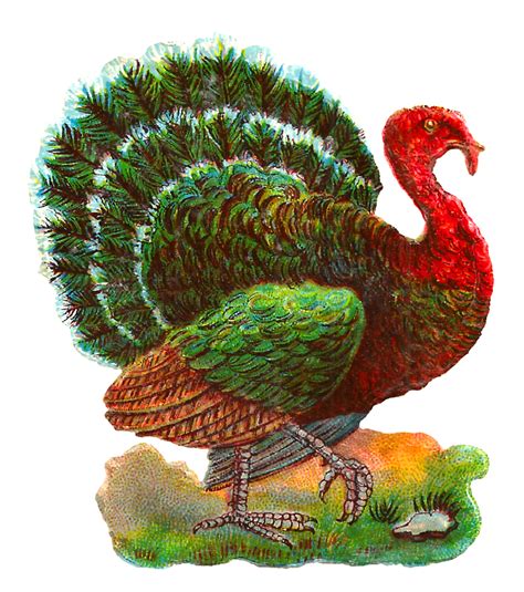 Free thanksgiving word search printable. Antique Images: Vintage Thanksgiving Turkey Digital Bird ...