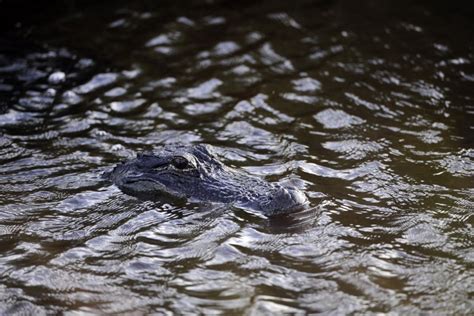 5 Foot Alligator Spotted Wandering Near California Road