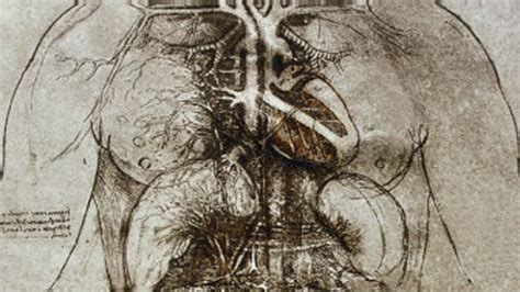 ¿por Qué Los Dibujos Del Corazón De Leonardo Da Vinci Siguen Siendo