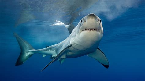 Sharks Facts About The Oceans Apex Predators Live Science