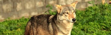 Indian Wolf Wolf Facts And Information