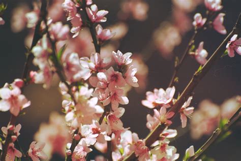 Pink Cherry Blossom Flowers Pink Flowers Cherry Trees Hd Wallpaper