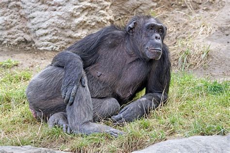 Chimpancepedia Chimpancés Enciclopedia Experta